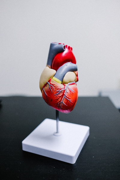 Anatomical heart model showing detailed arteries and chambers, mounted on white display stand